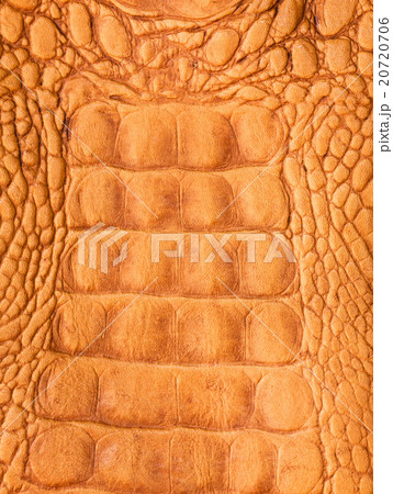 Crocodile skin Crocodile skin 20720706