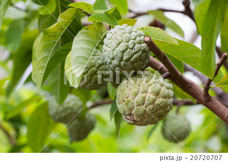Custard apple Custard apple 20720707
