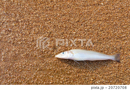 Dead fish 20720708