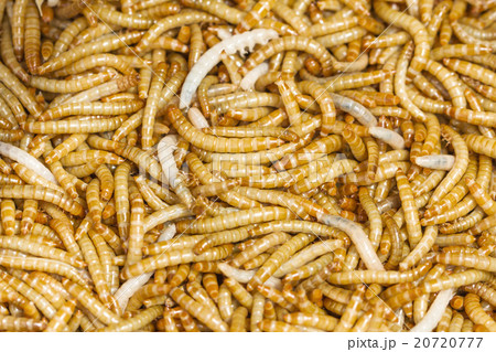 Meal worms 20720777