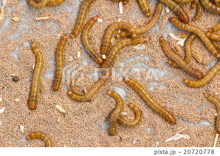 Mealworms 20720778