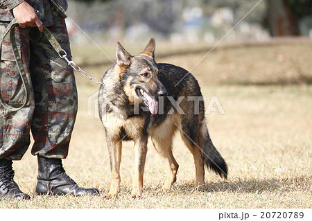Training Dogs of War Training Dogs of War 20720789