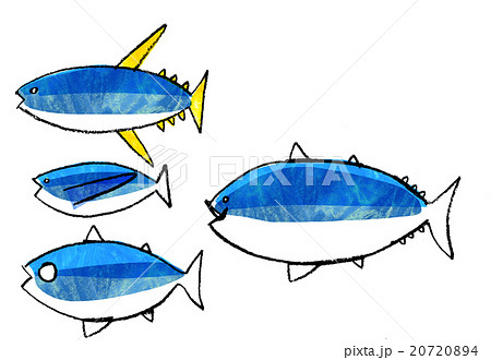 魚類 まぐろの種類見分けか方のイラスト素材 74