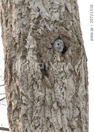 エゾモモンガ 20721316