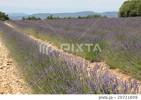 ラベンダーと山並み 20721609