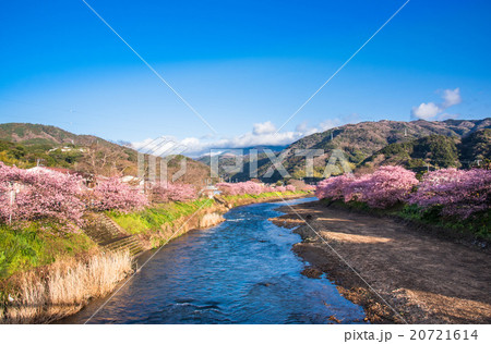 満開の河津桜　静岡県河津町 20721614