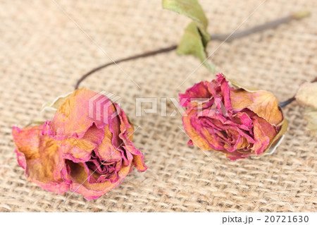 Whithered roses on sackcloth background. 20721630