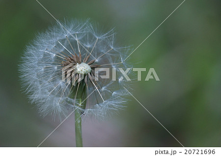 白花蒲公英　シロバナタンポポの種子 20721696