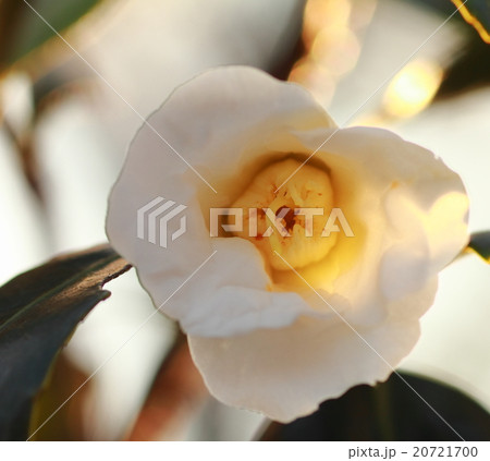 朝日を浴びて生き生きと幻想的に浮かび上がった白い花(つばき) 朝日を浴びて生き生きと幻想的に浮かび上がった白い花(つばき) 20721700