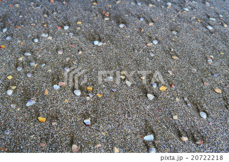 九十九里浜の砂浜の稚貝 九十九里浜の砂浜の稚貝 20722218
