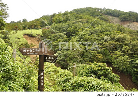 丹沢の蛭ヶ岳へ登る登山道 丹沢の蛭ヶ岳へ登る登山道 20725547