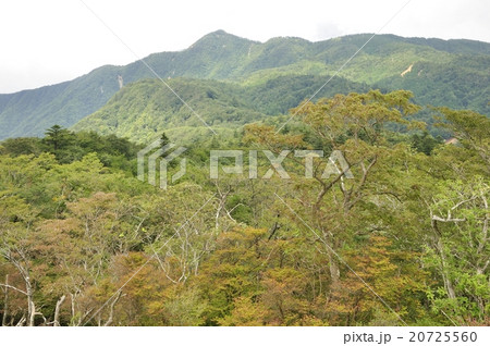 袖平山と蛭ヶ岳の山林 袖平山と蛭ヶ岳の山林 20725560