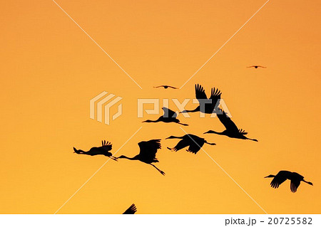 夜明けのツルの飛翔　出水1 20725582