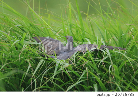 托卵場所を探すカッコウ 20726738