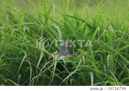 托卵場所を探すカッコウ 20726739