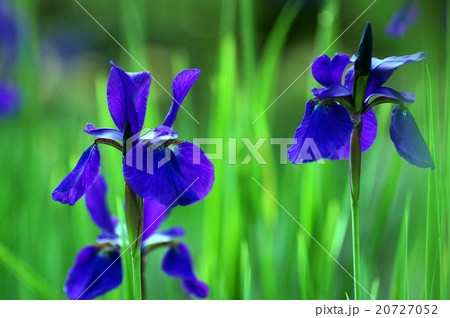 アヤメ 20727052