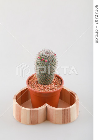 cactus with pot on white background cactus with pot on white background 20727106
