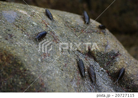 フナムシ フナムシ 20727115