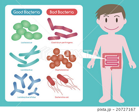 善玉菌と悪玉菌 腸内細菌イメージのイラスト素材