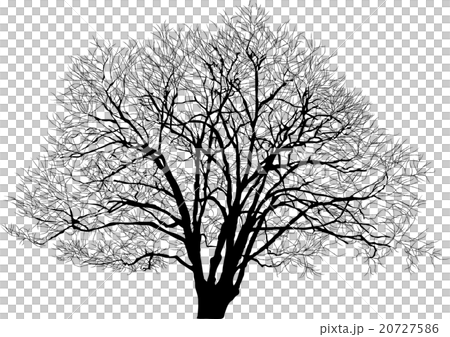 ハルニレの木 ハルニレの木 20727586