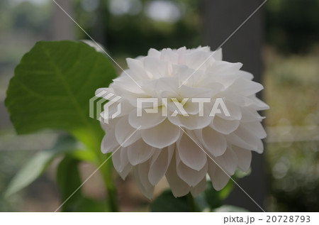 白い花 20728793