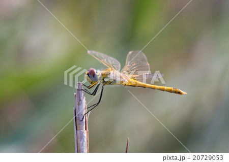 Yellow Dragonfly Yellow Dragonfly 20729053