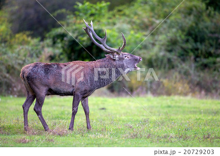 Male deer 20729203