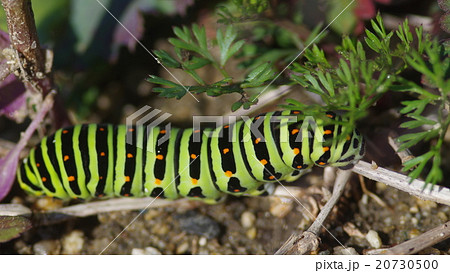キアゲハの幼虫（クローズアップ） 20730500