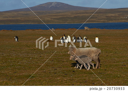 Sheep and king Penguins 20730933