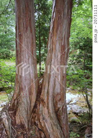 赤沢自然休養林 赤沢自然休養林 20731111
