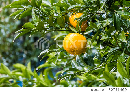 Ripe tangerines 20731469