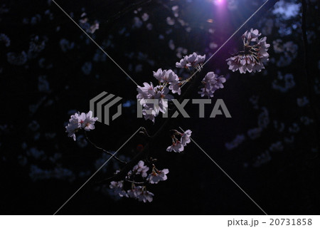 月明かりに浮かぶ夜桜 月明かりに浮かぶ夜桜 20731858