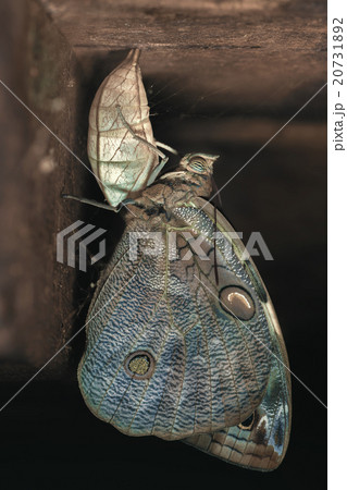 Owl Butterfly 20731892