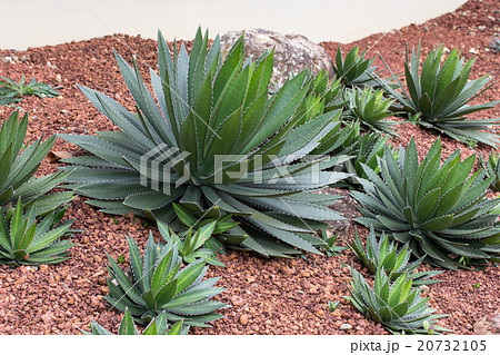 Agave plant decorative in garden outdoor 20732105