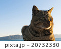 猫と淡路島 20732330
