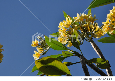 プルメリアと空 プルメリアと空 20732334
