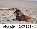 見つめる犬 20732348