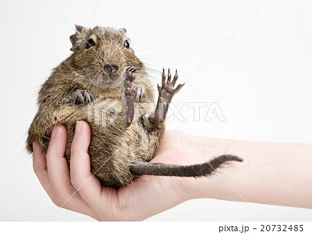 fat hamster fat hamster 20732485