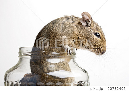 mouse in jar 20732495