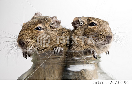 two mice in jar 20732496