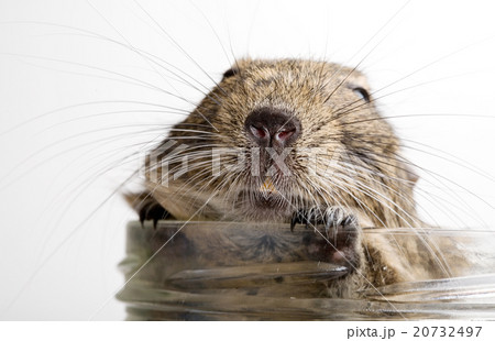 fat hamster in jar 20732497