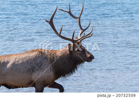 Bull Elk in Lake Bull Elk in Lake 20732509