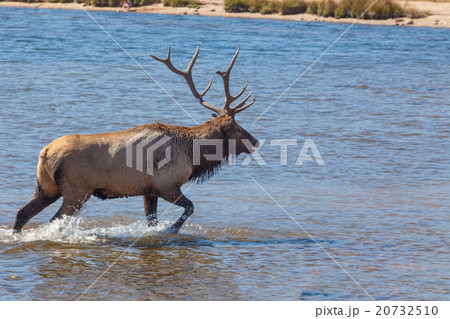 Bull Elk in Lake 20732510