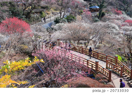 熱海梅園 20733030