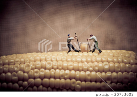 Corn maize harvest. Color tone tuned. 20733605
