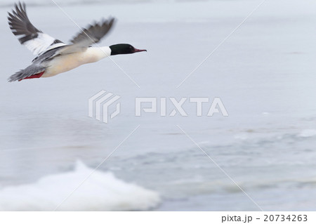 カワアイサ 20734263