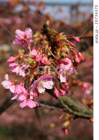 河津桜 河津桜 20734370