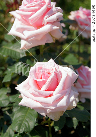 オードリーヘップバーン バラ の写真素材