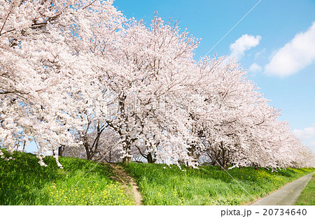 日本の春の風景 桜 染井吉野の写真素材