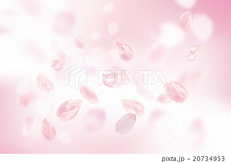 桜 花びら ふわふわ ピンクの写真素材